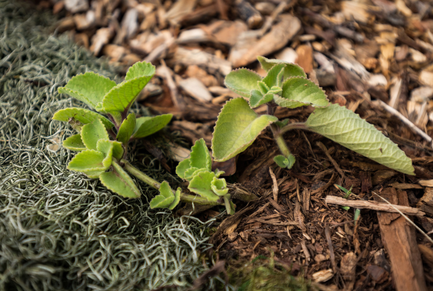 Acadia Food Forest